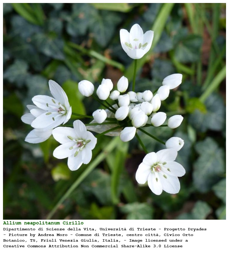 Allium neapolitanum Cirillo